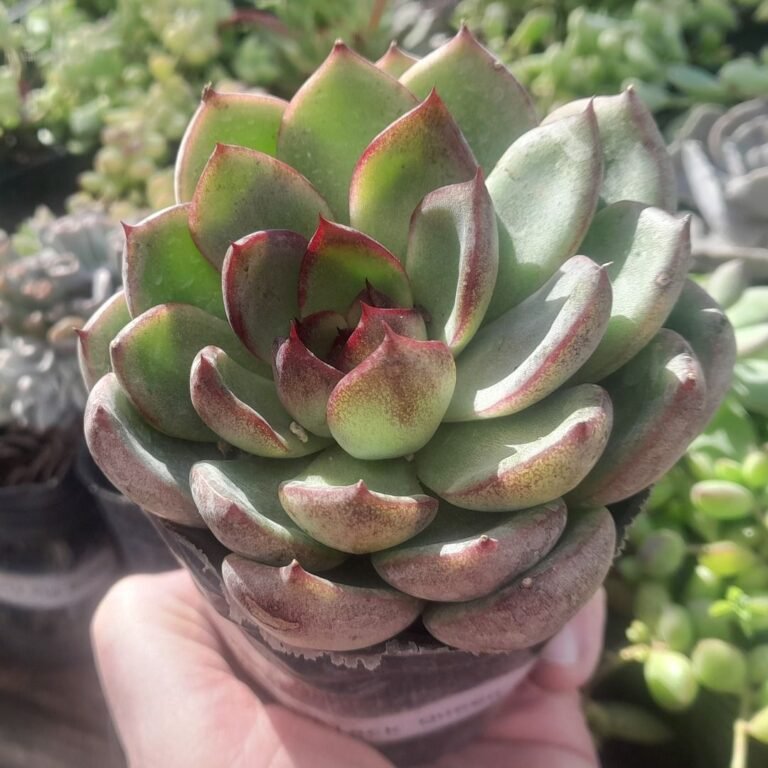 Echeveria Black Queen