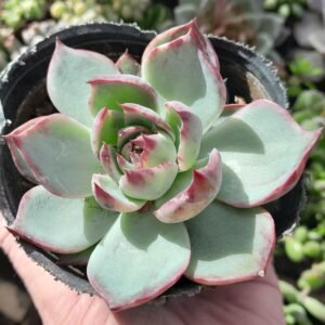 Echeveria Casio
