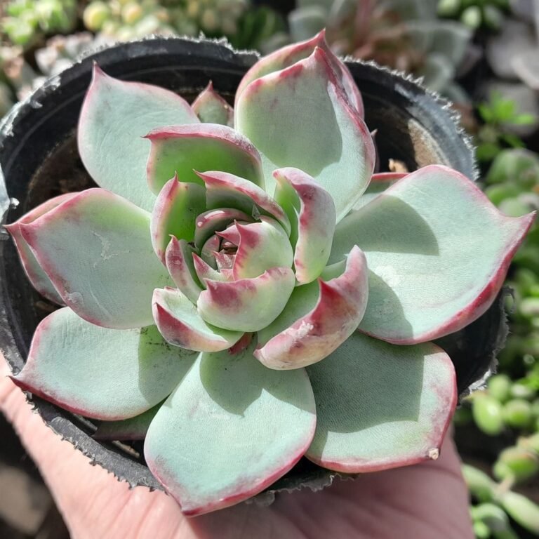 Echeveria Casio