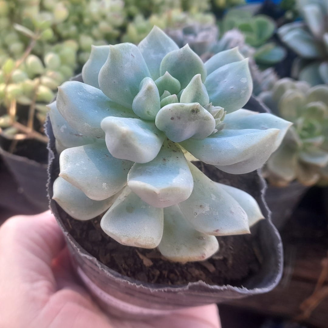 Echeveria Choux Cream