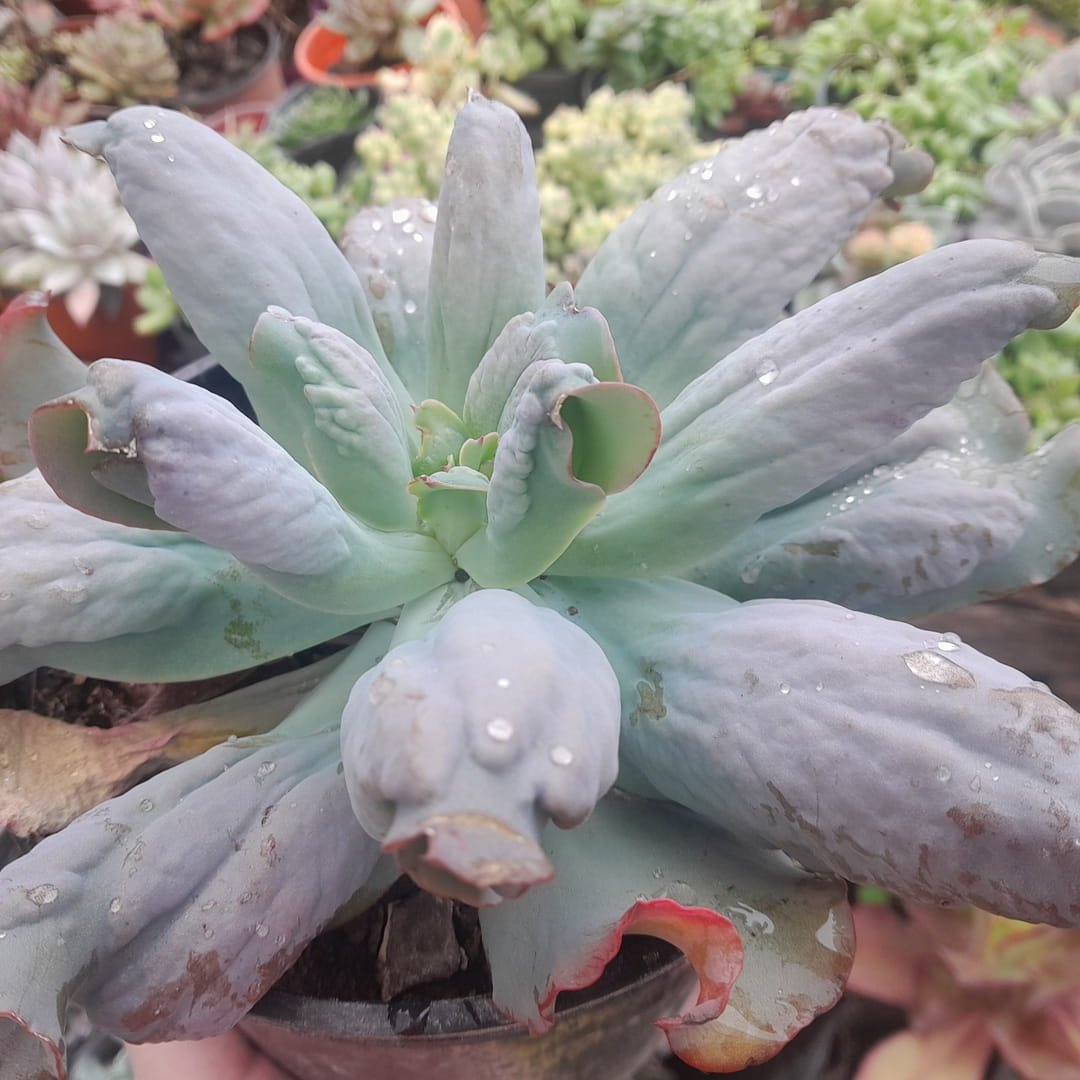 Echeveria Culibra