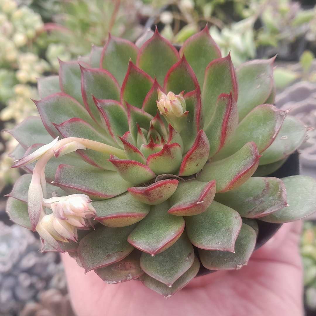Echeveria Fiona x Lilacina