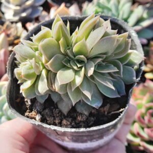 Echeveria Gilva Crestada