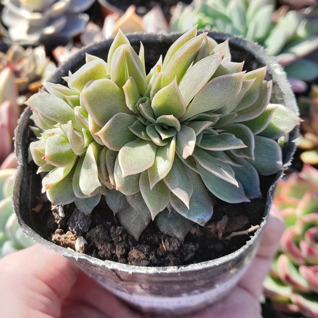 Echeveria Gilva Crestada