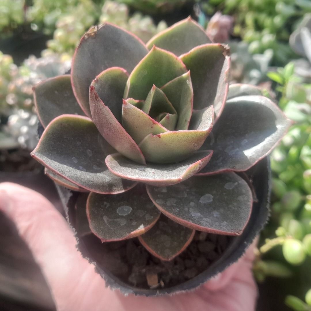 Echeveria Green Smile