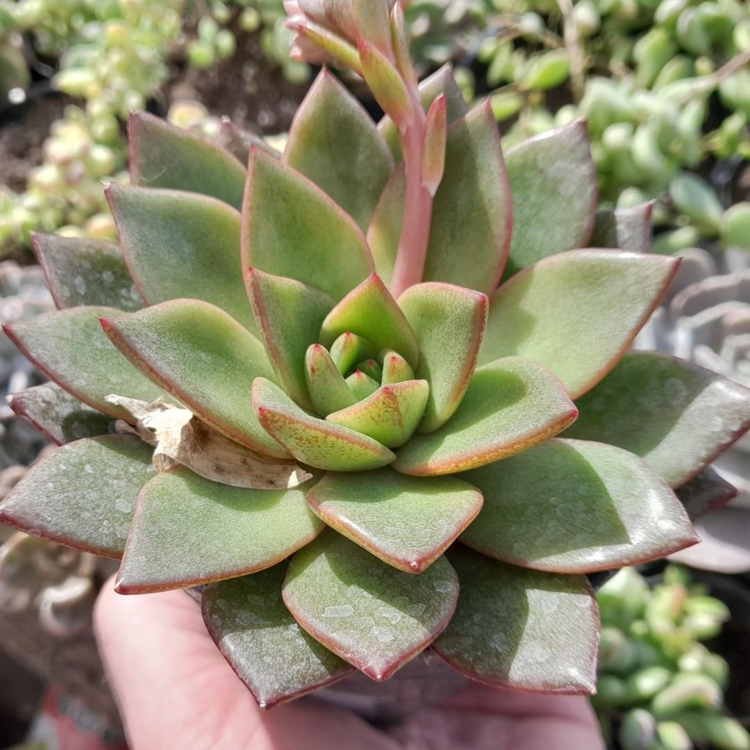 Echeveria Laui X Purpusorum