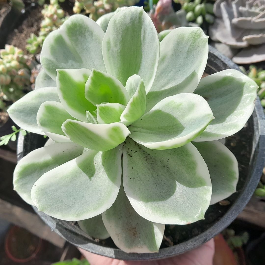 Echeveria Lemon Rose Variegata
