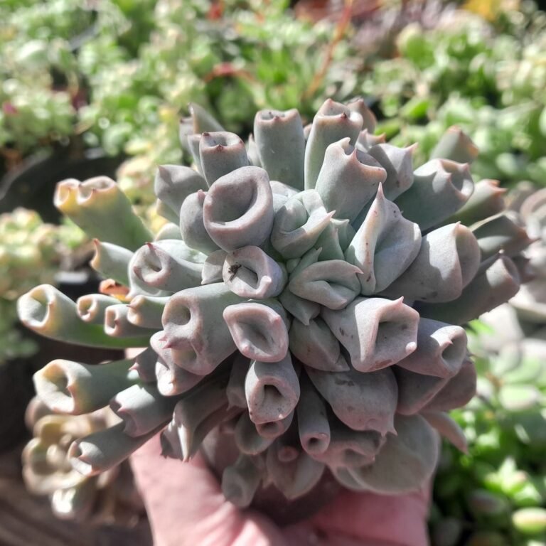 Echeveria Pig Noise