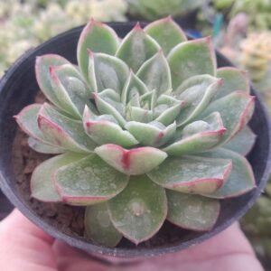 Echeveria Rosina Bumps