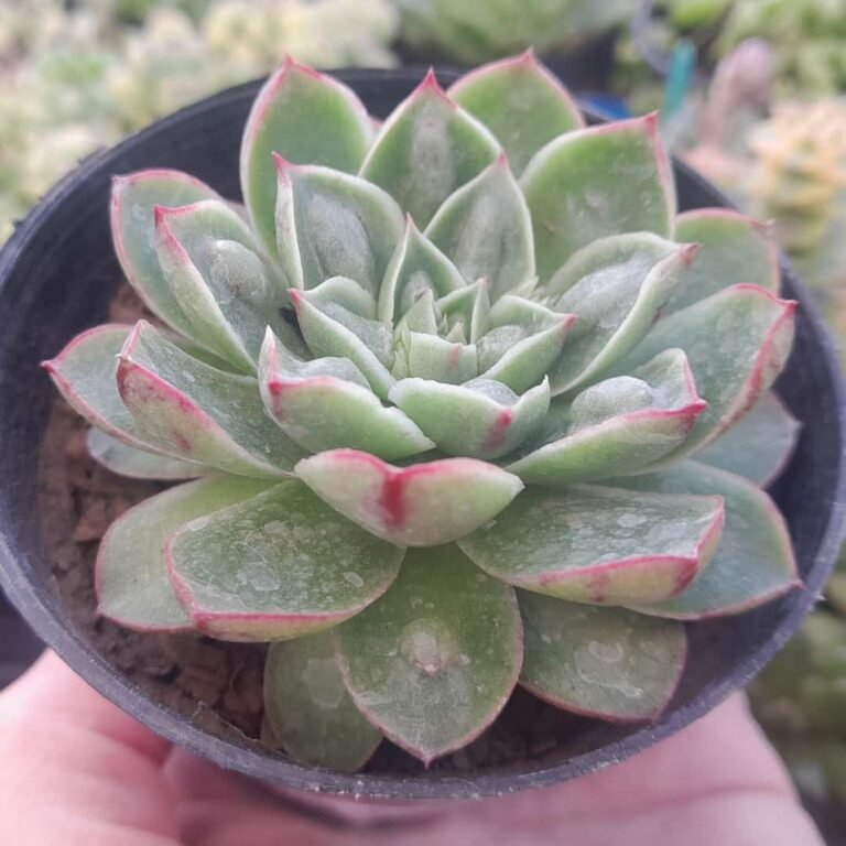 Echeveria Rosina Bumps