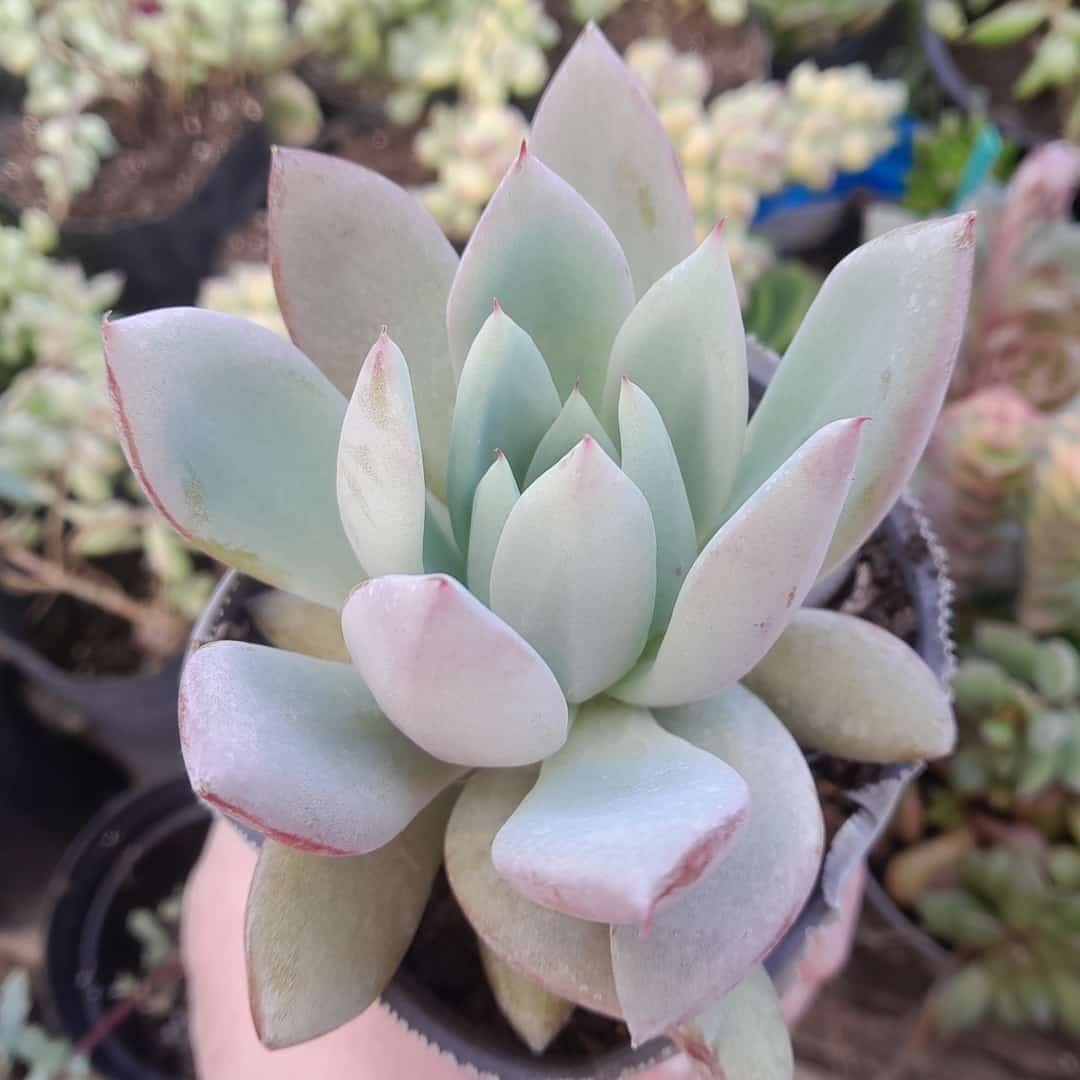 Echeveria Saint Germain