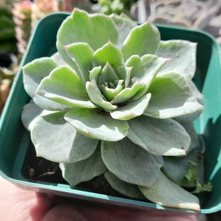 Echeveria Silver River