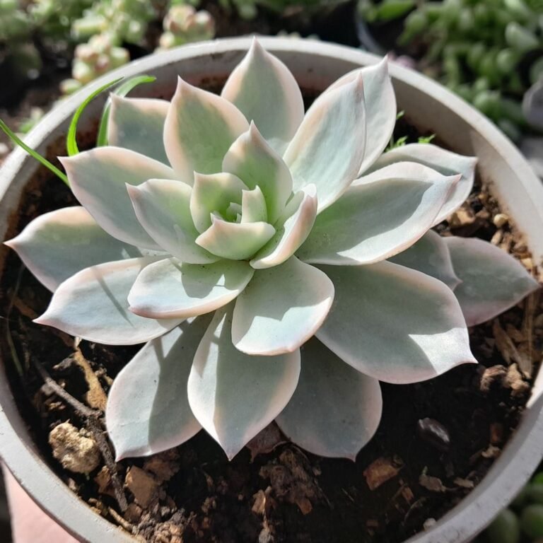 Echeveria Subsessilis Variegada