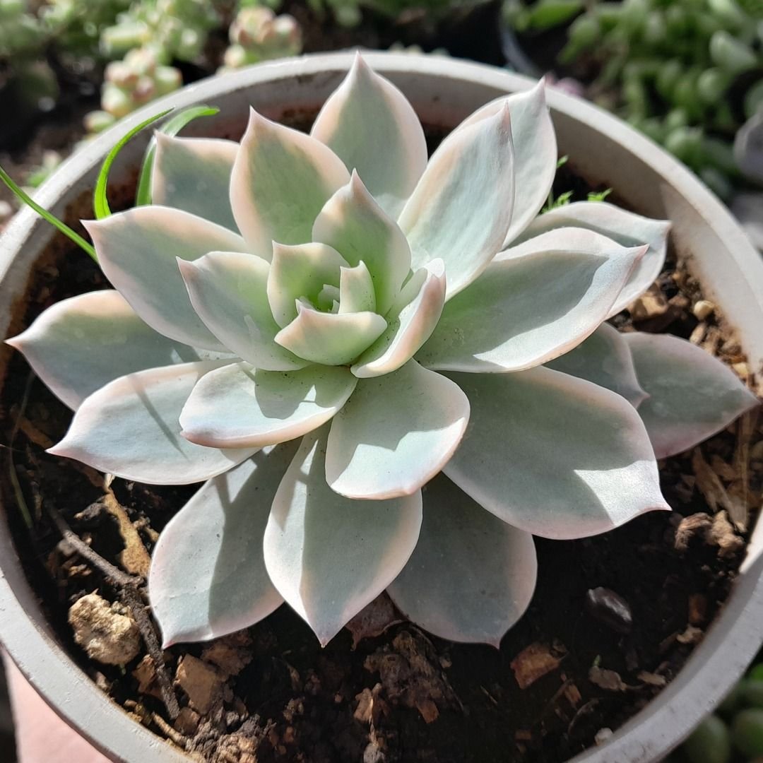 Echeveria Subsessilis Variegada