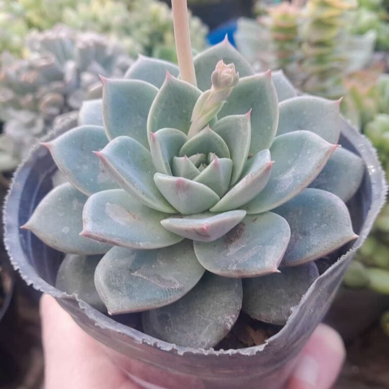 Echeveria Toscana
