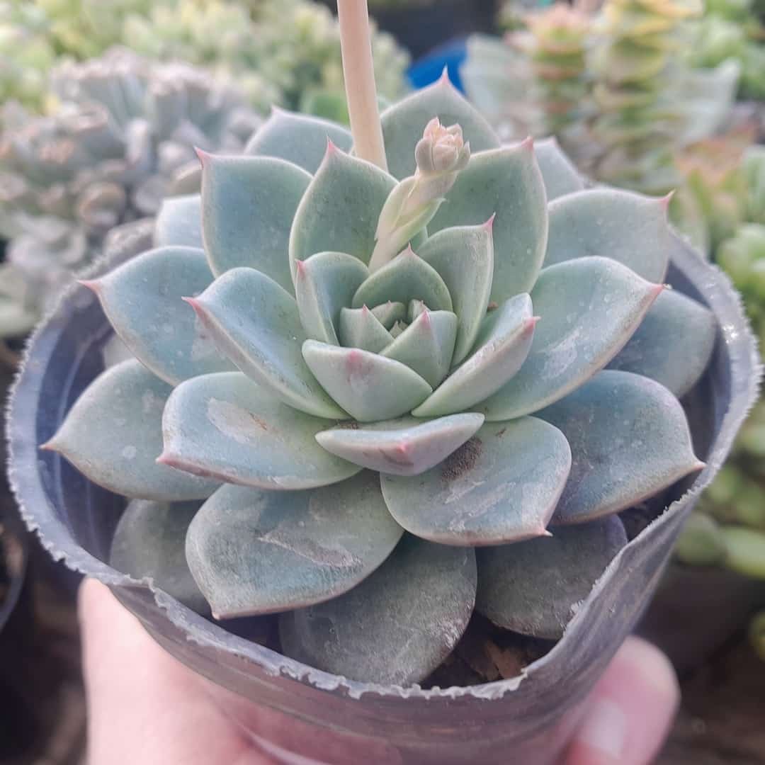 Echeveria Toscana
