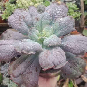 Echeveria Linguas