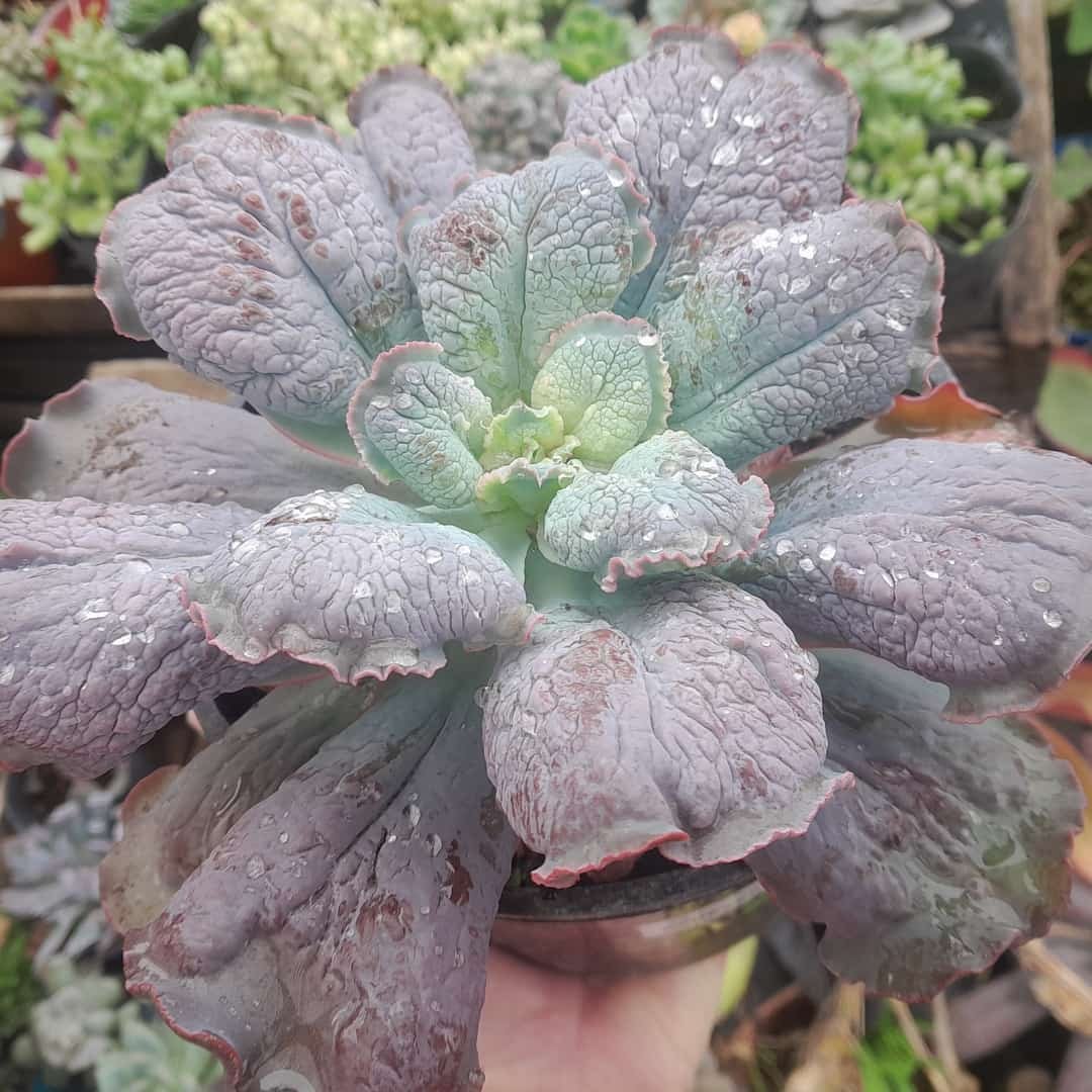 Echeveria Linguas