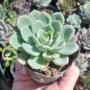 Echeveria salmon