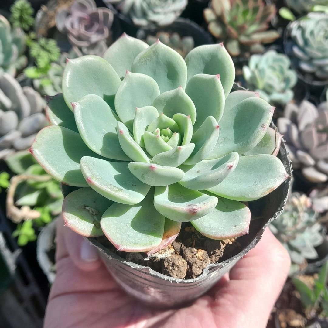 Echeveria salmon