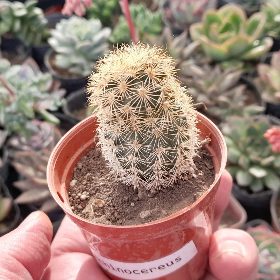 Echinocereus