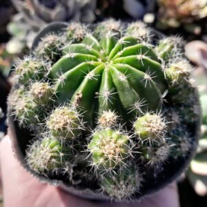 Echinopsis Oxygona