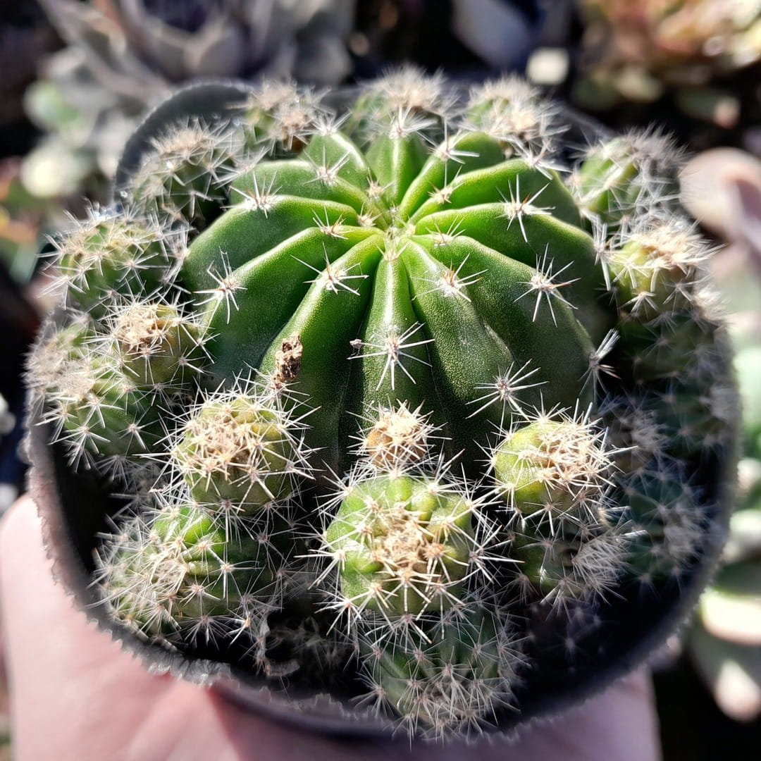 Echinopsis Oxygona