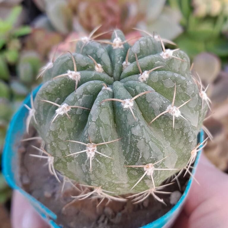 Echinopsis subdenudata pink