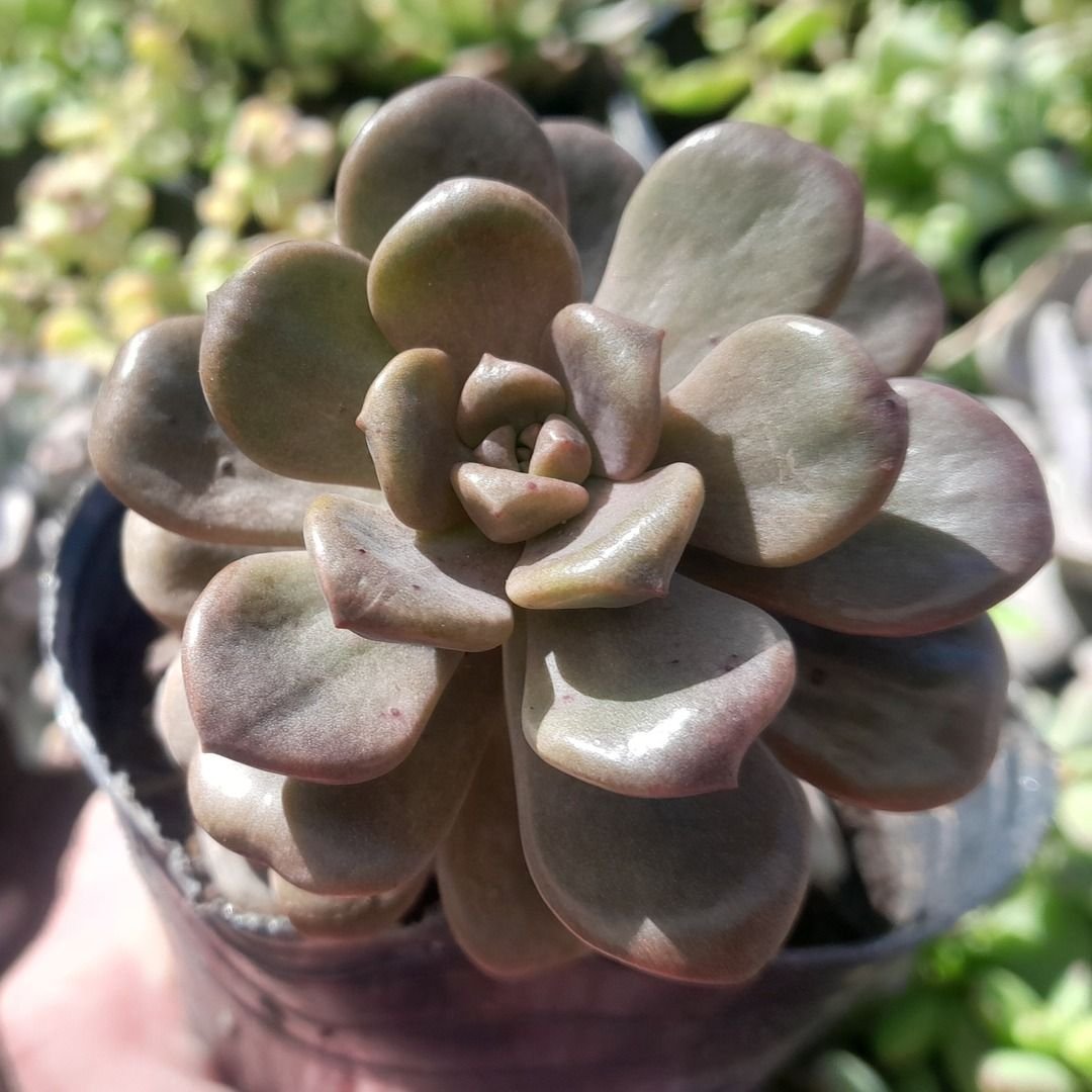 Graptosedum Adria Bubbaloo