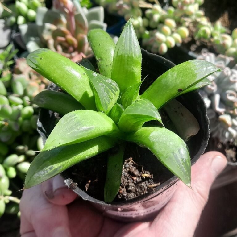 Haworthia turgida