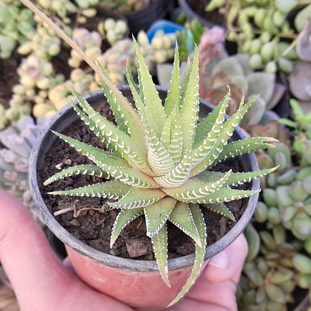 Haworthiopsis attenuata Variegata
