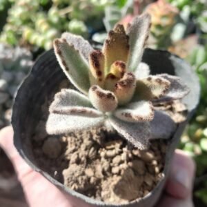 Kalanchoe Tomentosa Chocolate Soldier