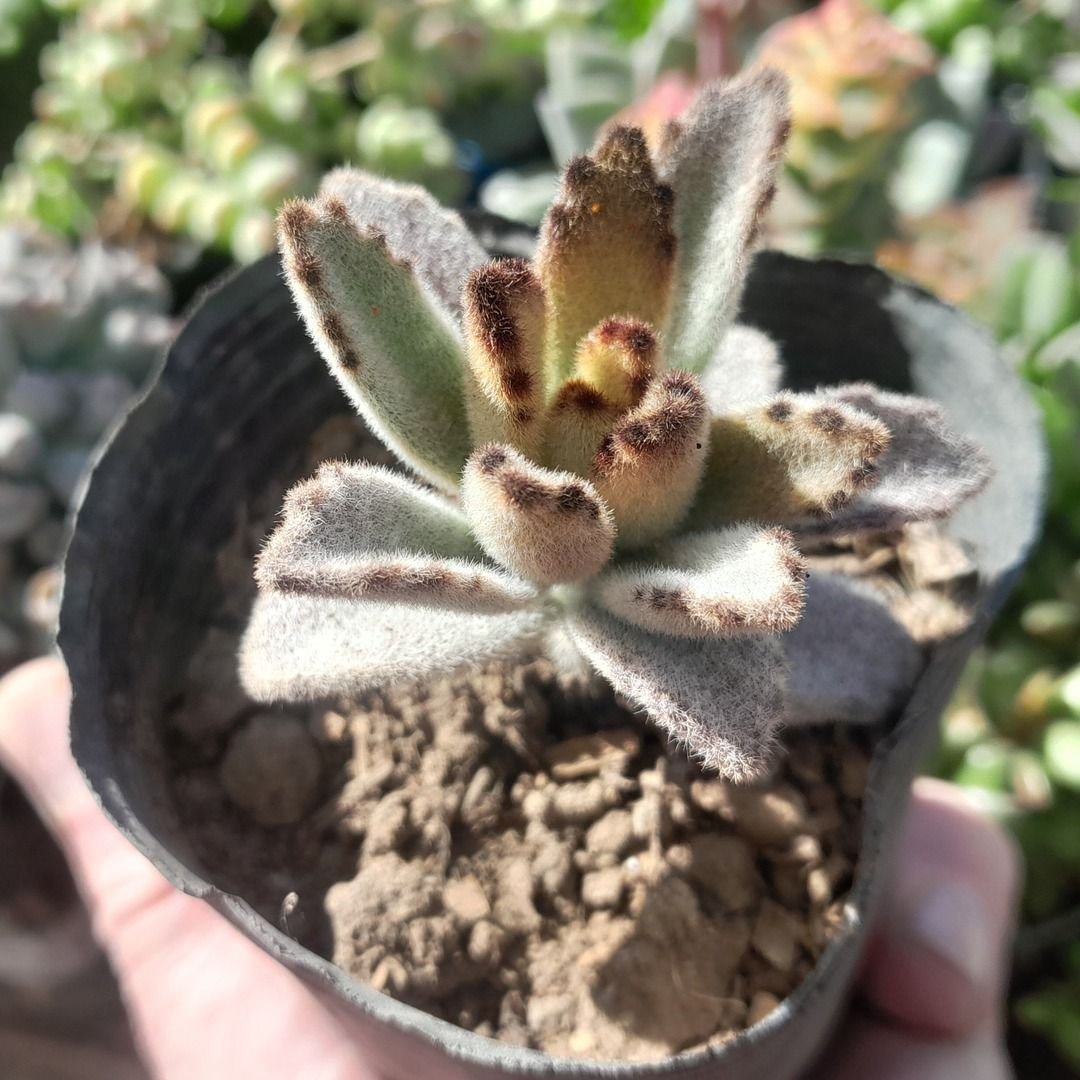 Kalanchoe Tomentosa Chocolate Soldier