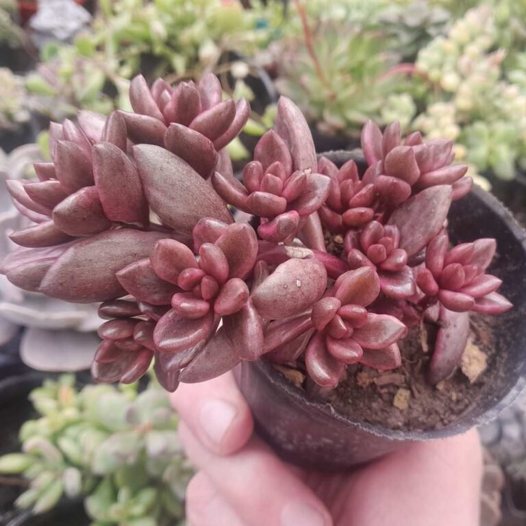 Lenopetalum Chocoberry