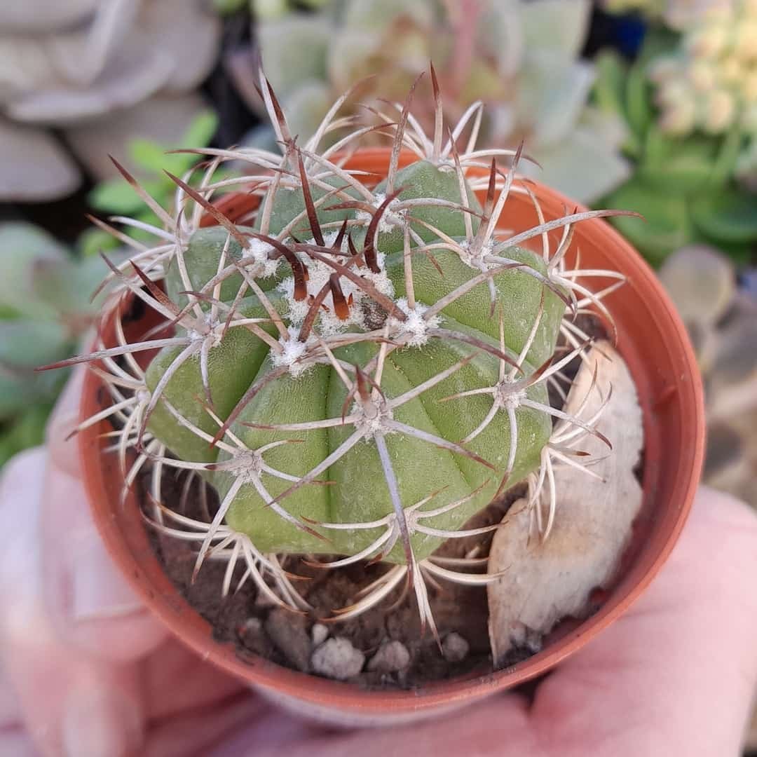 Melocactus bahiensis