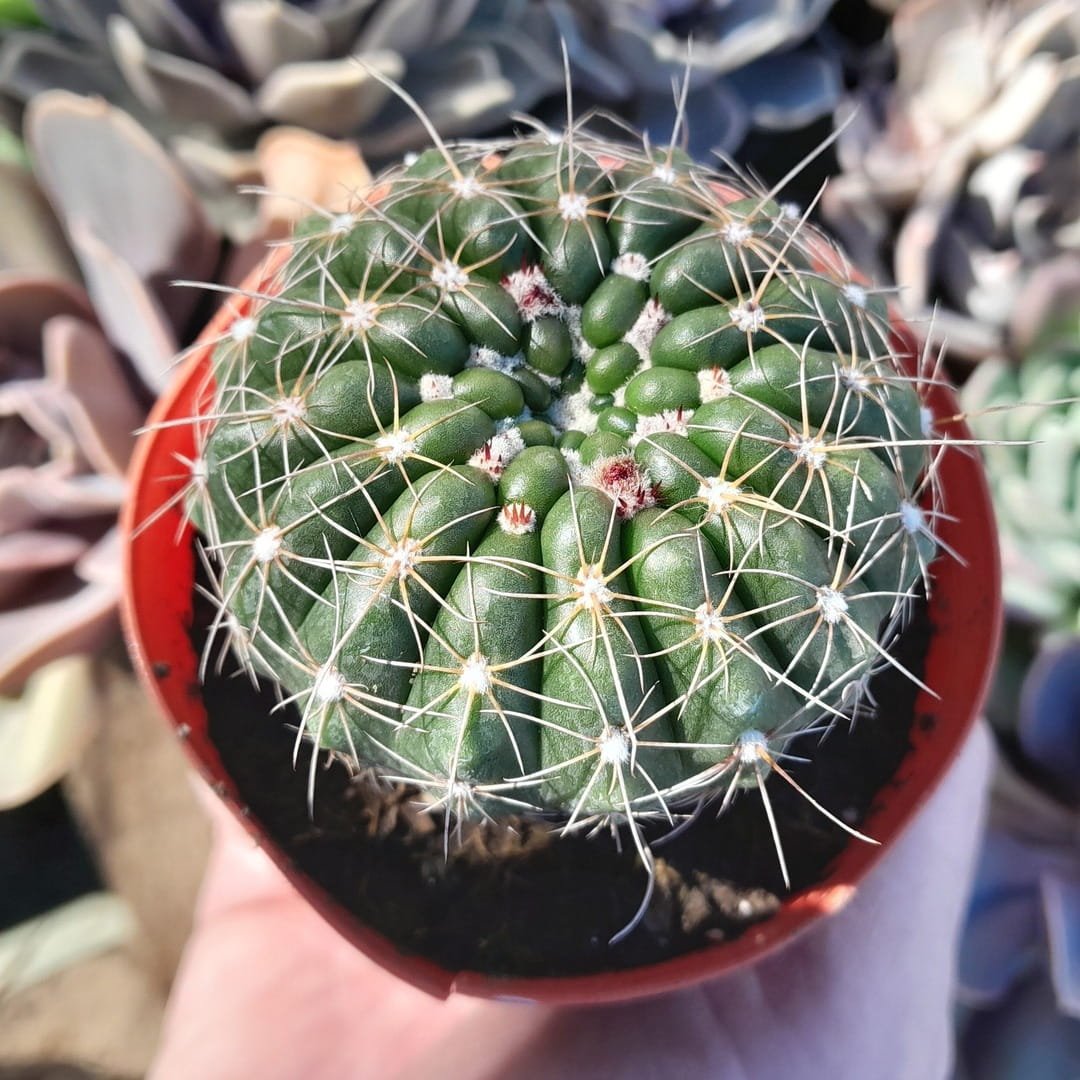 Notocactus Uebelmanianus