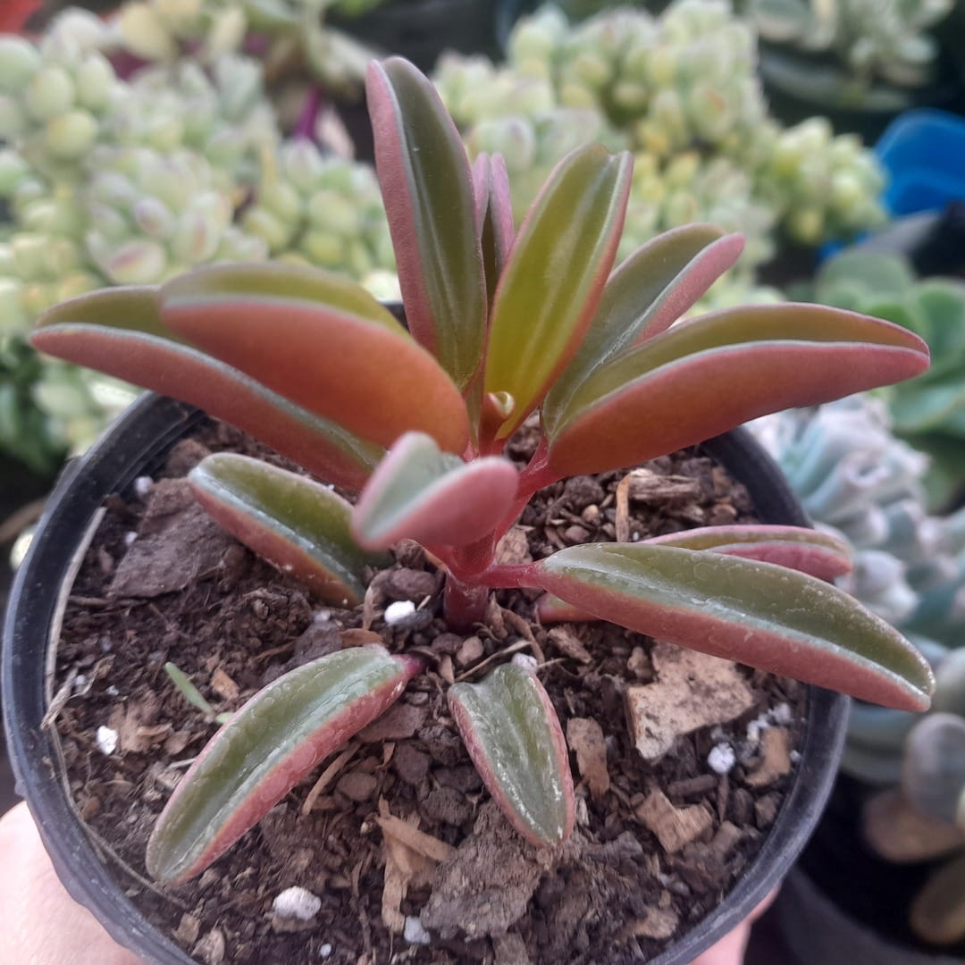 Peperomia graveolens