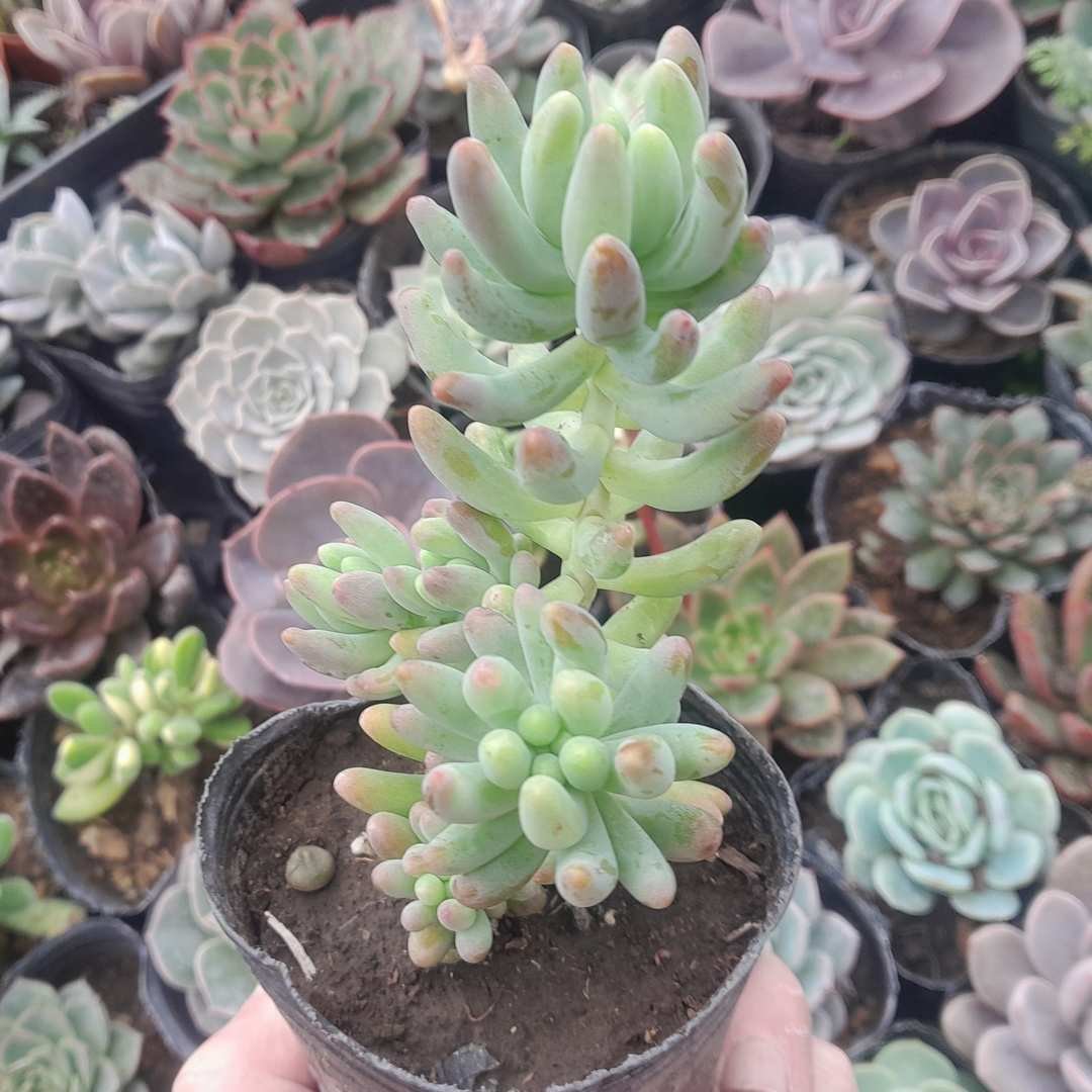 Sedum Pachyphyllum