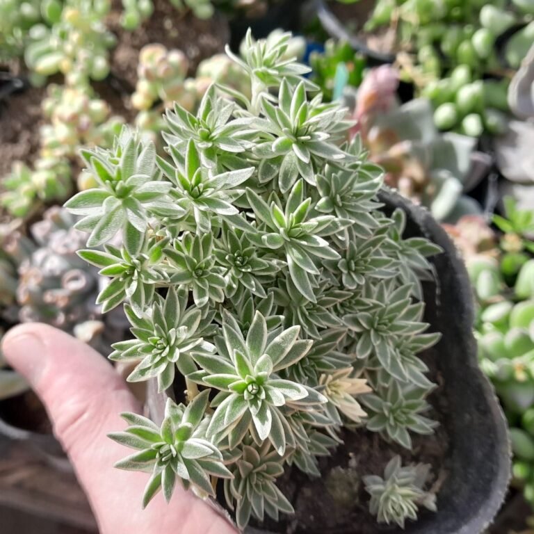 Sedum lineare