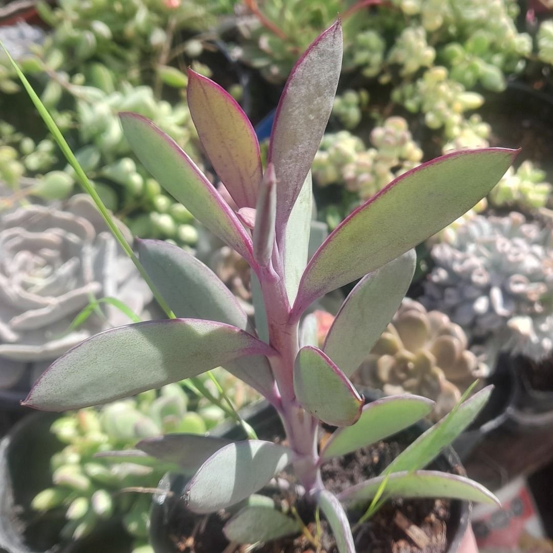 Senecio crassissimus