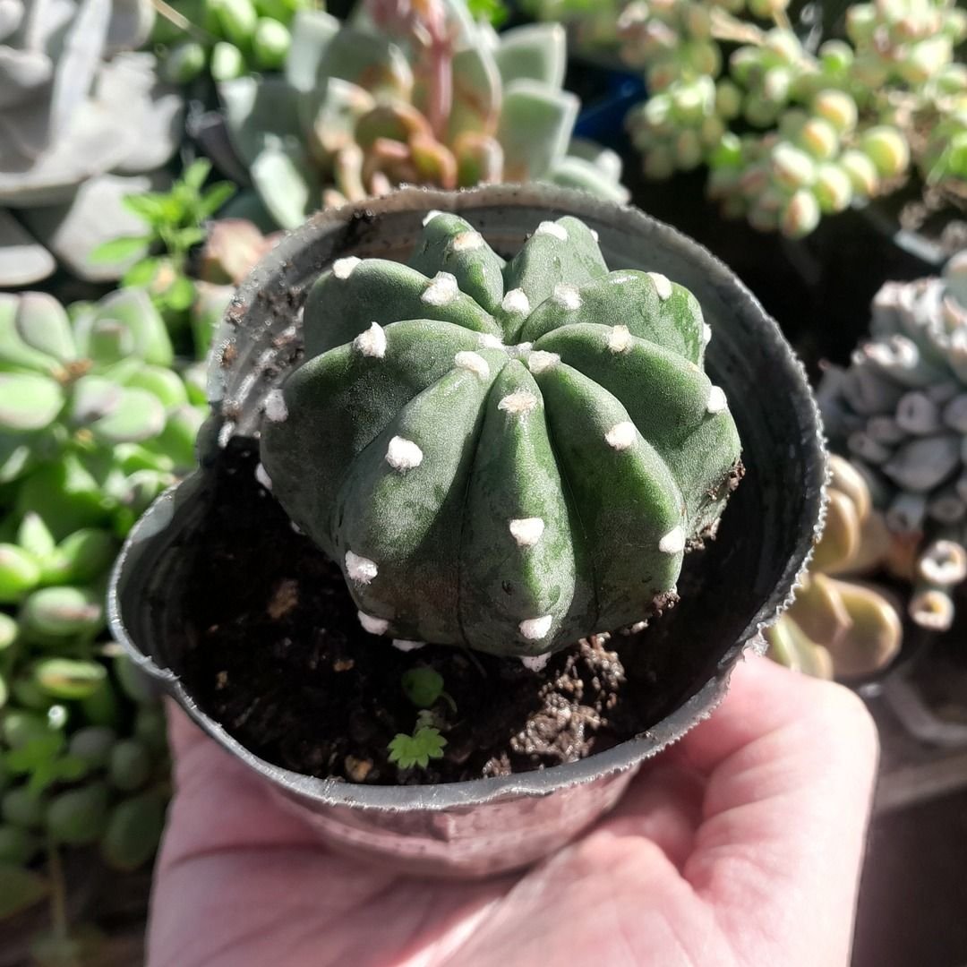 Subdenudata Prolifera