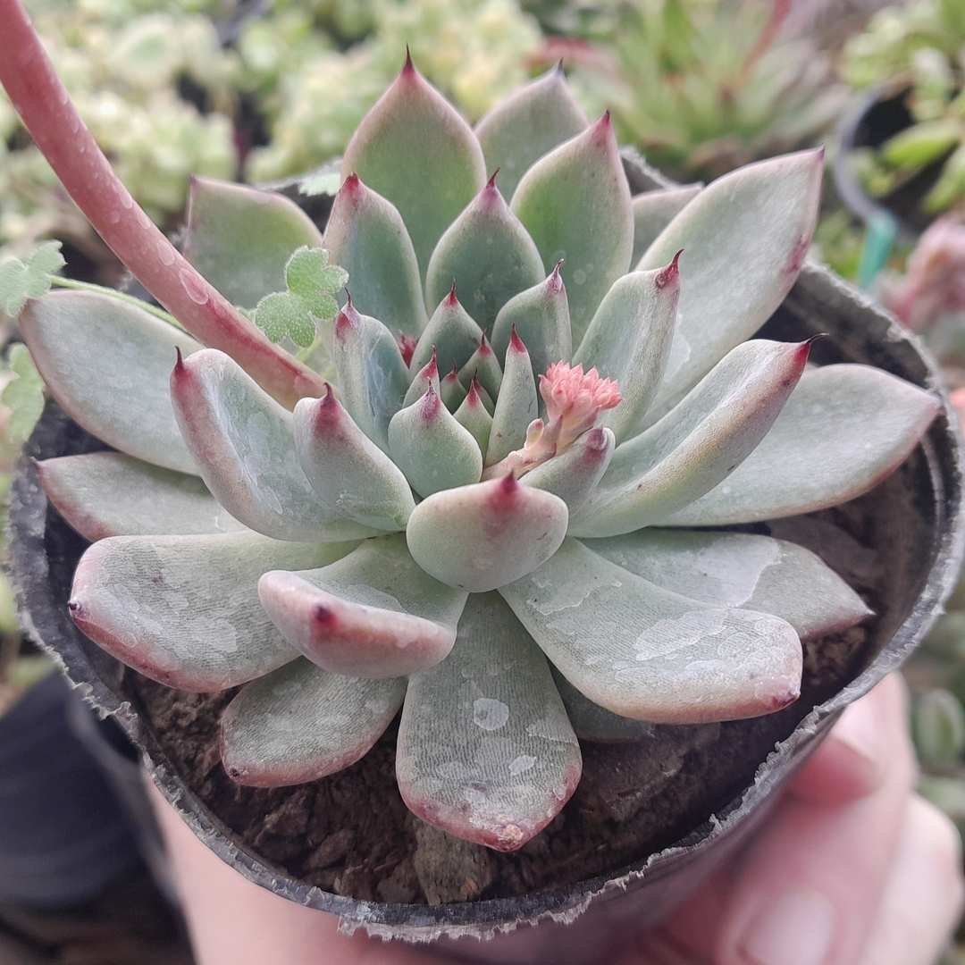 Echeveria Black tips