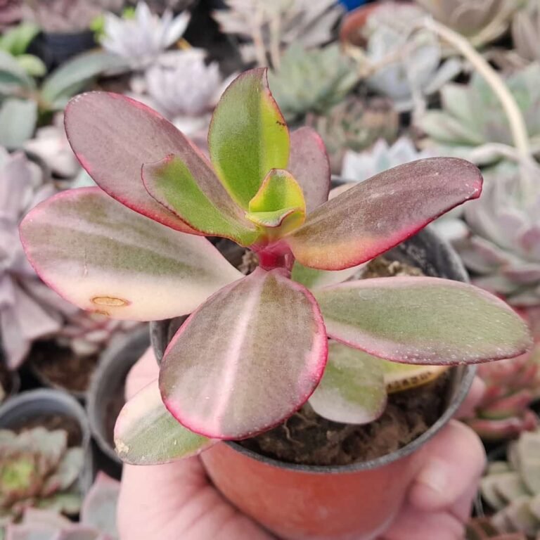 Crassula Ovata Variegata Tricolor