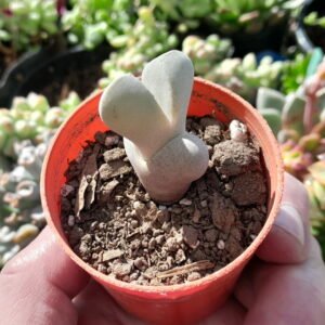 Dinteranthus microspermus