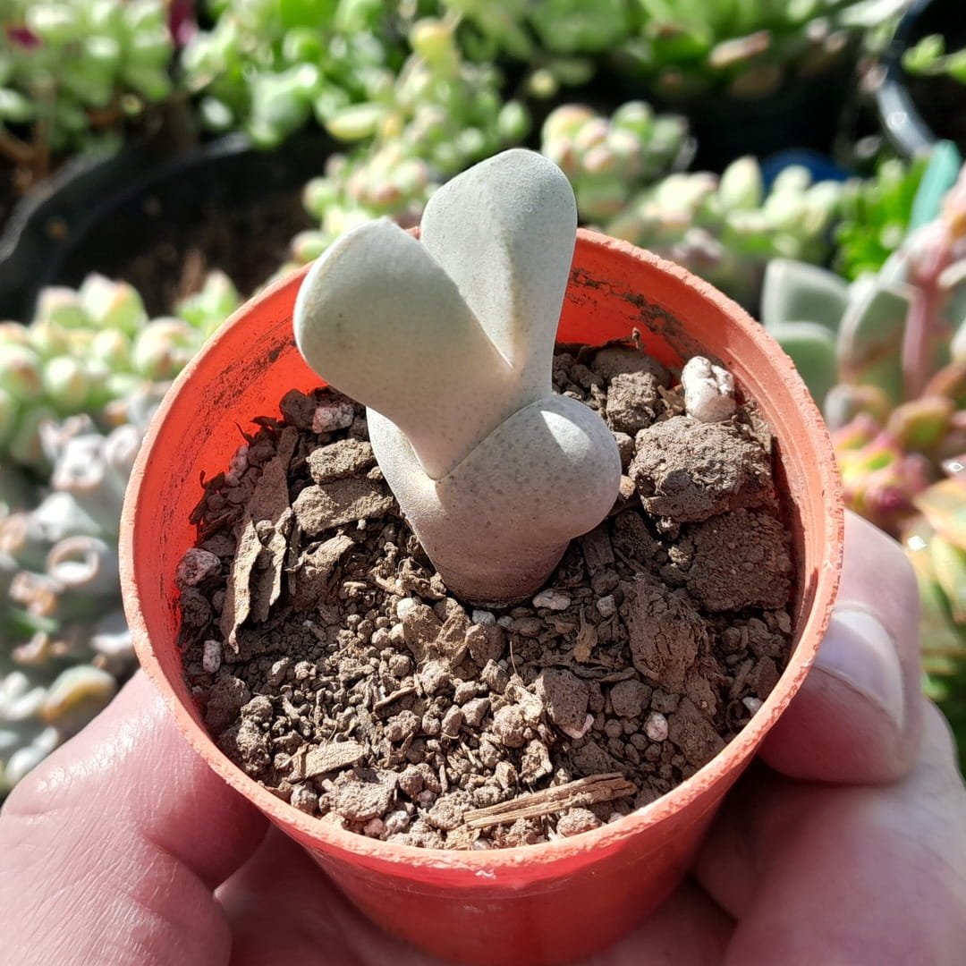 Dinteranthus microspermus