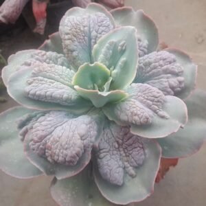 Echeveria Barbillon