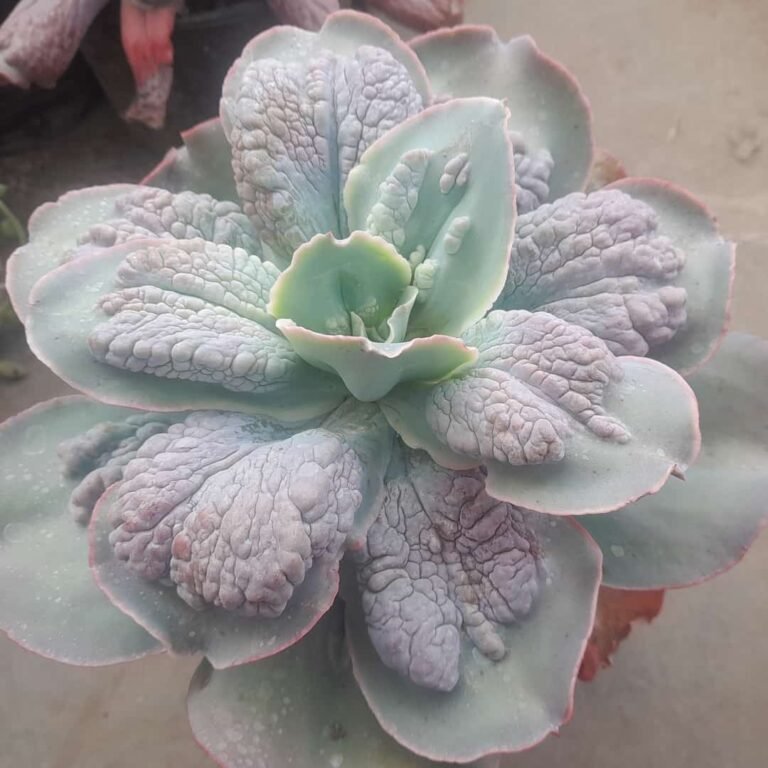 Echeveria Barbillon