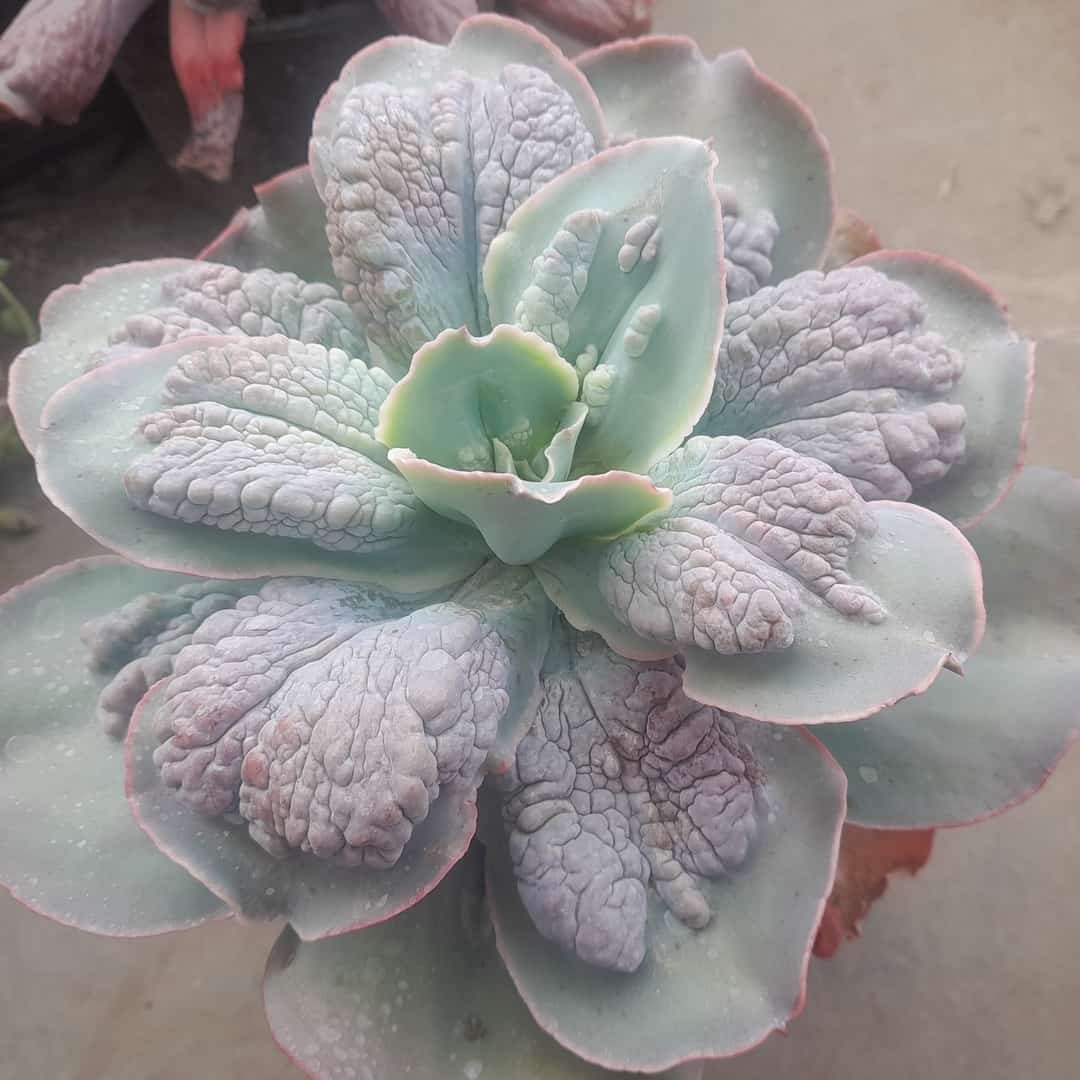 Echeveria Barbillon