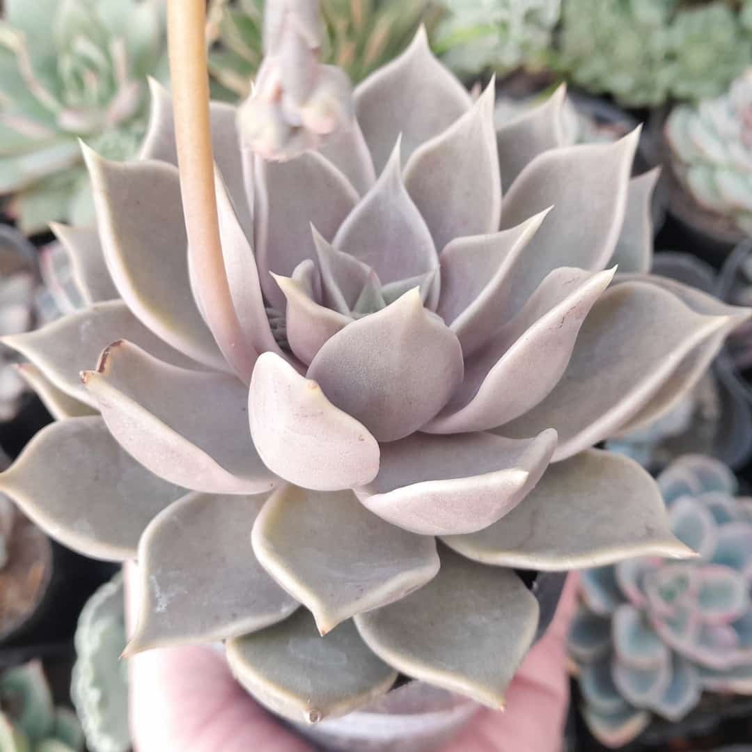 Echeveria Lilacina x Tobarensis