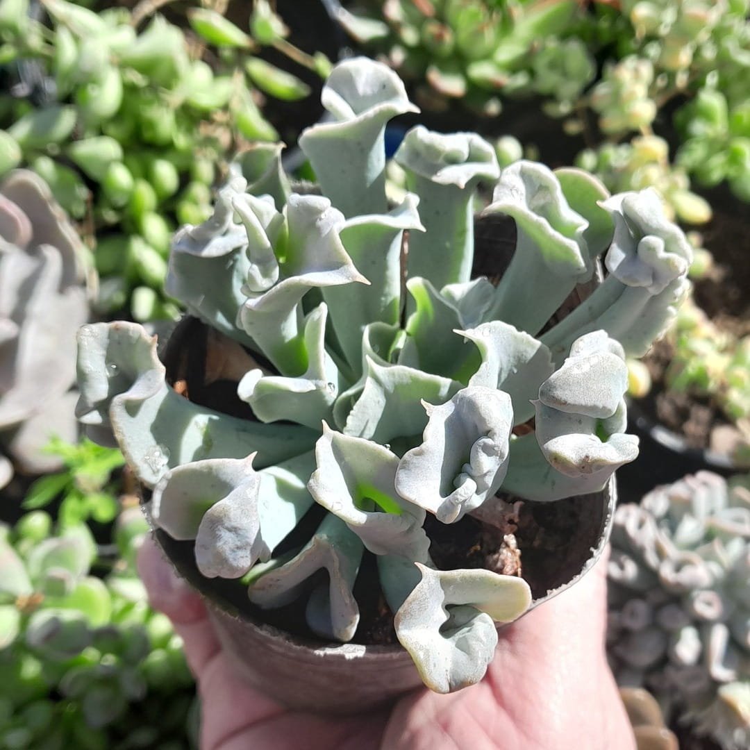 Echeveria Nichi Con Carúnculas